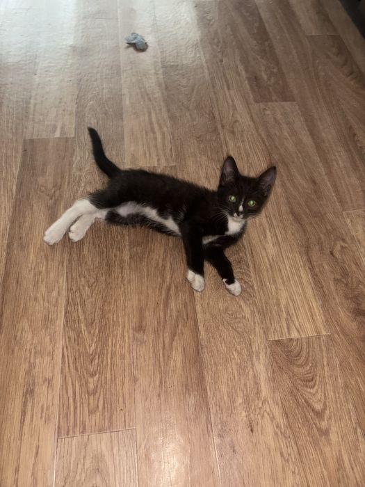 Котенок ( беслатно)