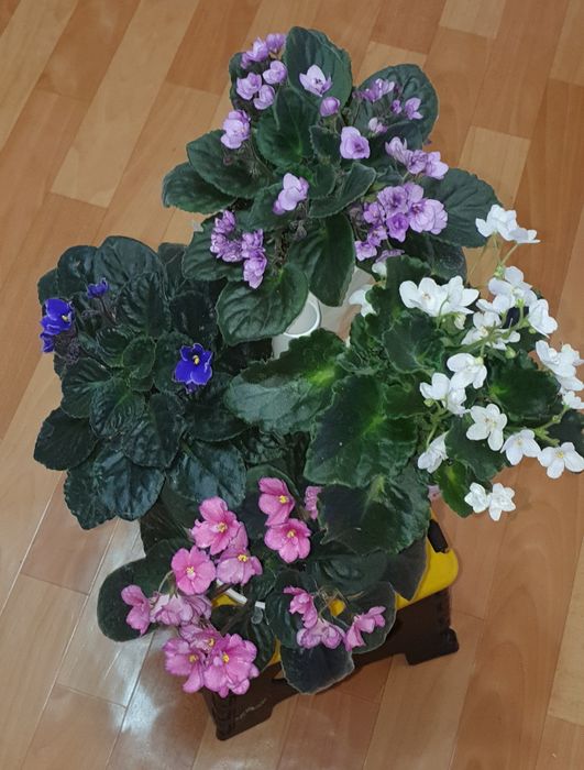 Саженцы фиалки , алоэ вера