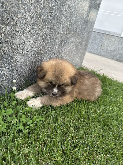 Готовы к продаже клубные щенки Акита-ину!!! 3 мальчика