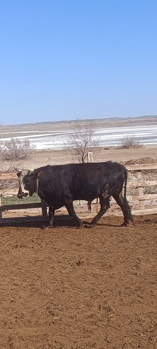 Откорм бұқа сатылады