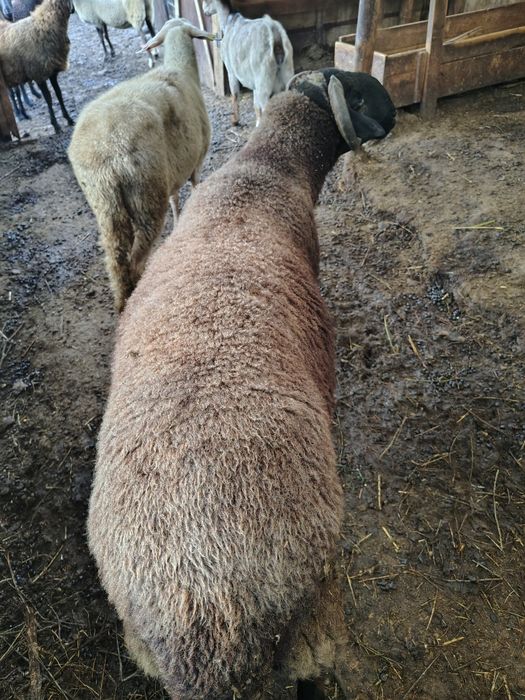 Агнета ,шилета , коч на 2години