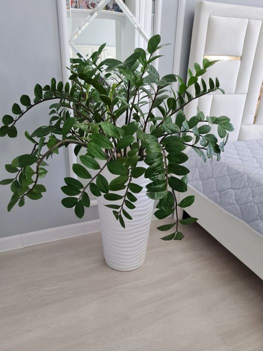 Цветы для дома замиокалькус