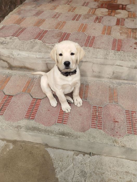 Лабрадор продаётся