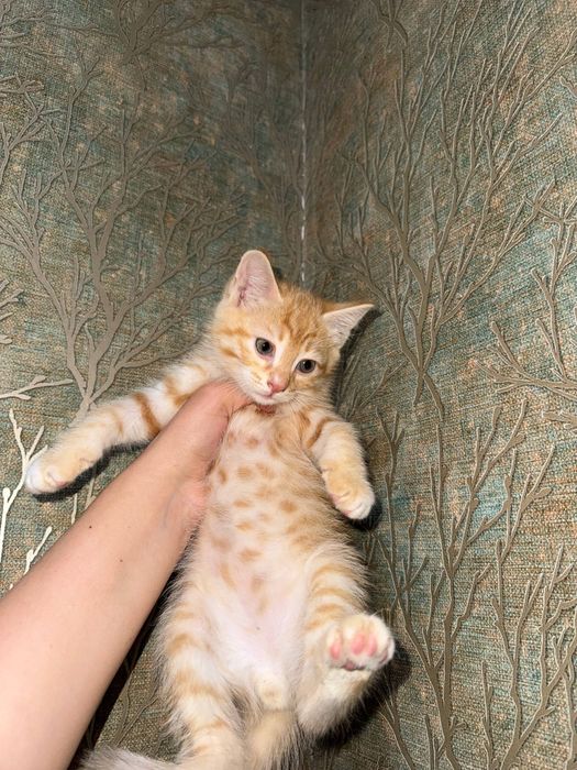 Котята бесплатно домашние