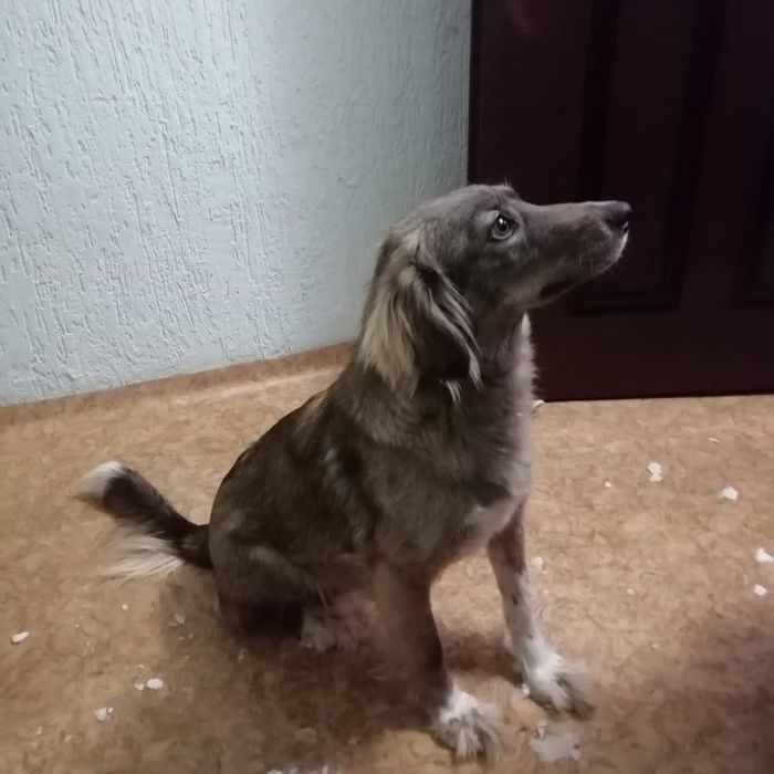 Отдадим щенят в хорошие руки