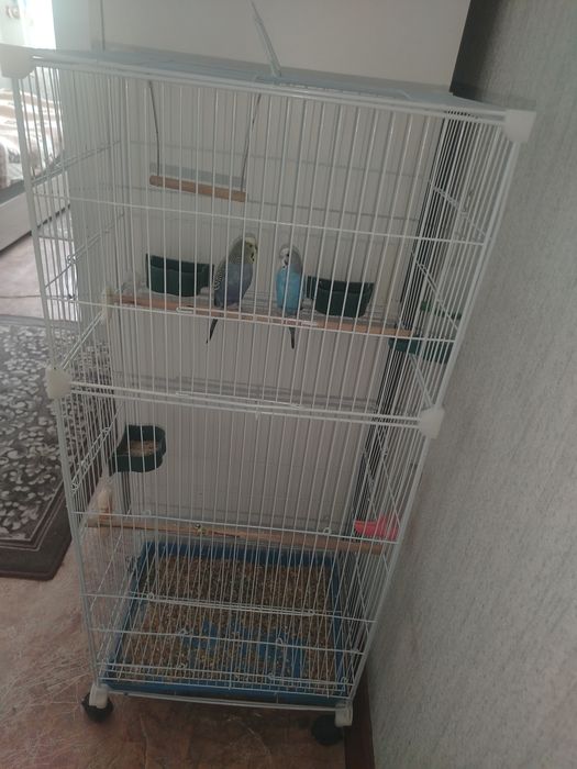 Продаю двух попугайчиков девочка мальчик