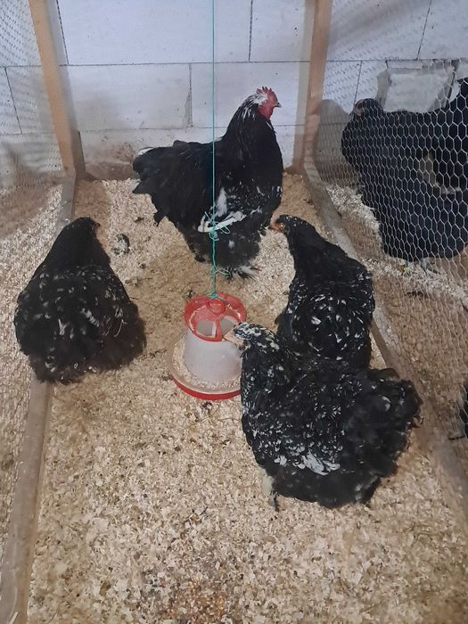 Gaini cochinchina negru bobat