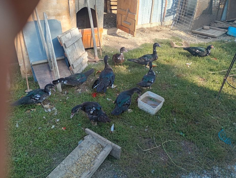 Boboci de rață leșească