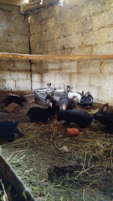 Куёнчалар сотилади