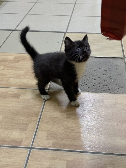 отдам котенка в добрые руки