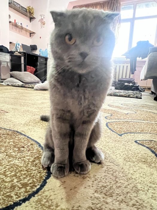 Британский чистокровный вислоухий scotish fold