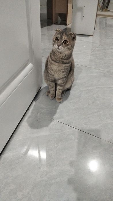 кошка скоттиш фолд