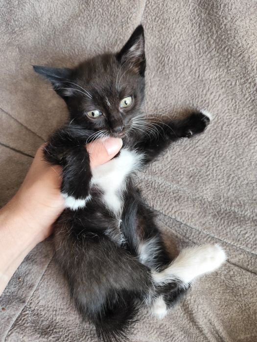 Котята от мышеловки