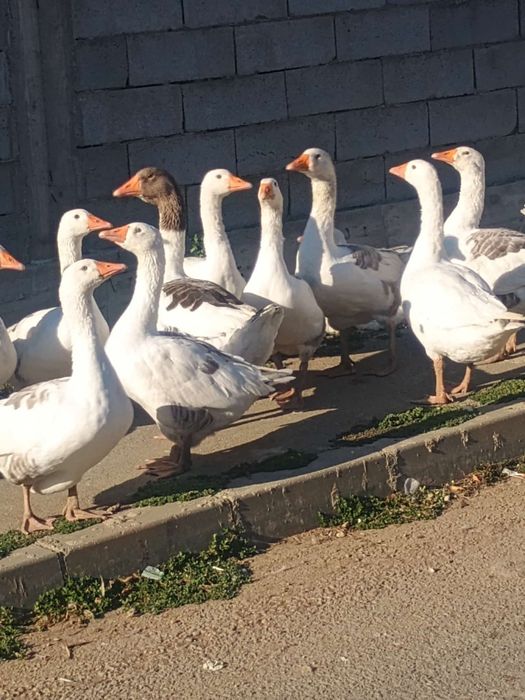 Vând gâște preț de la 150 lei