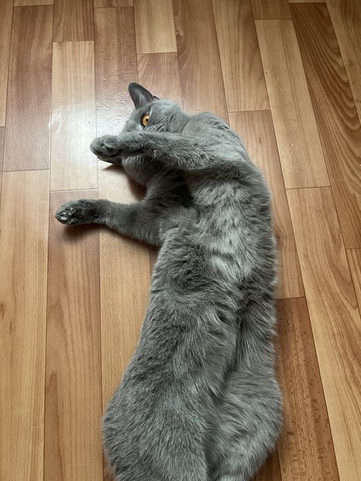 Отдадим кошку в добрые руки