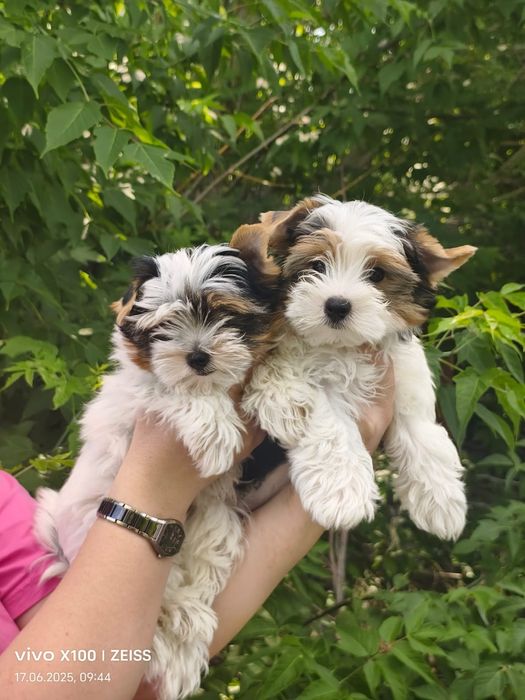 Очаровательные щенки бивера.