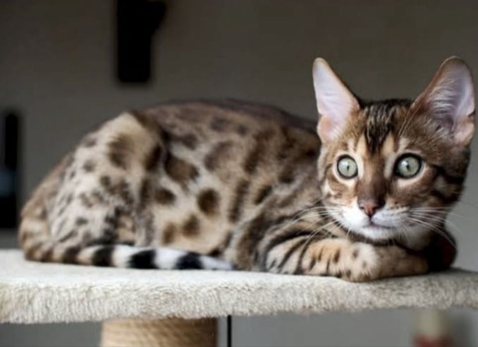 Бенгальский котенок