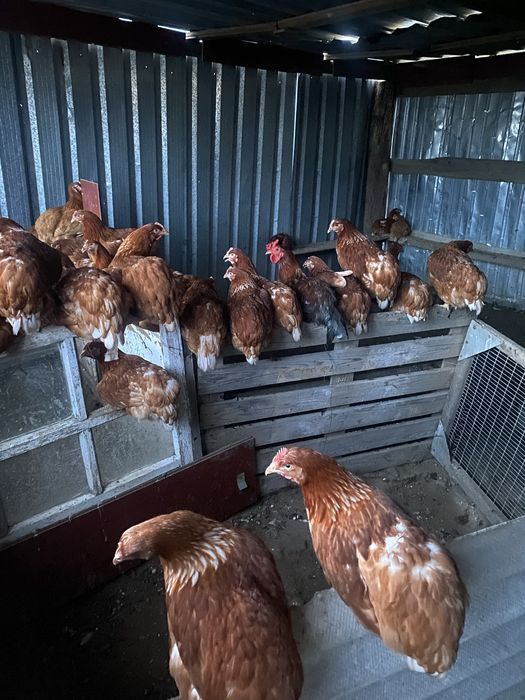 Продам куры молодые