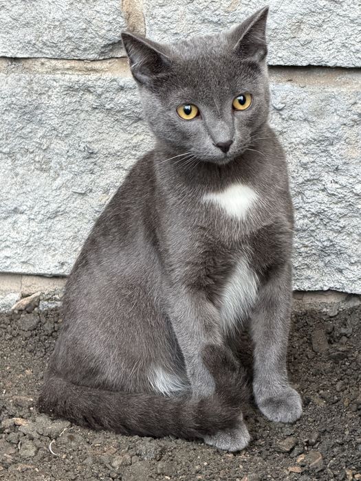Отдам кота в добрые руки
