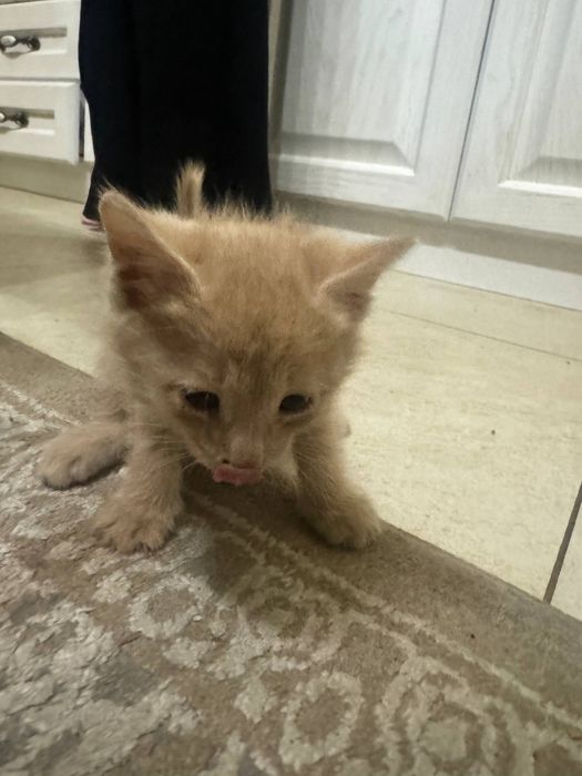 Кошки бесплатно в хорошие руки