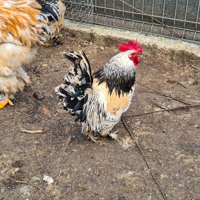 Cocosei pitici de vanzare