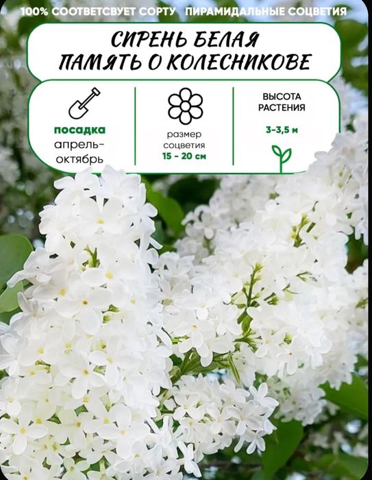 Продам саженцы сирени привизеные с России