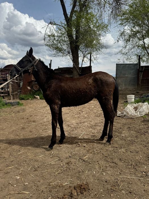 Тай 1 жасар тайлар