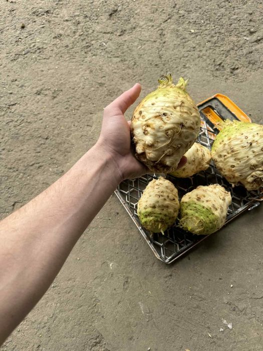 Țelina - vânzare Angro