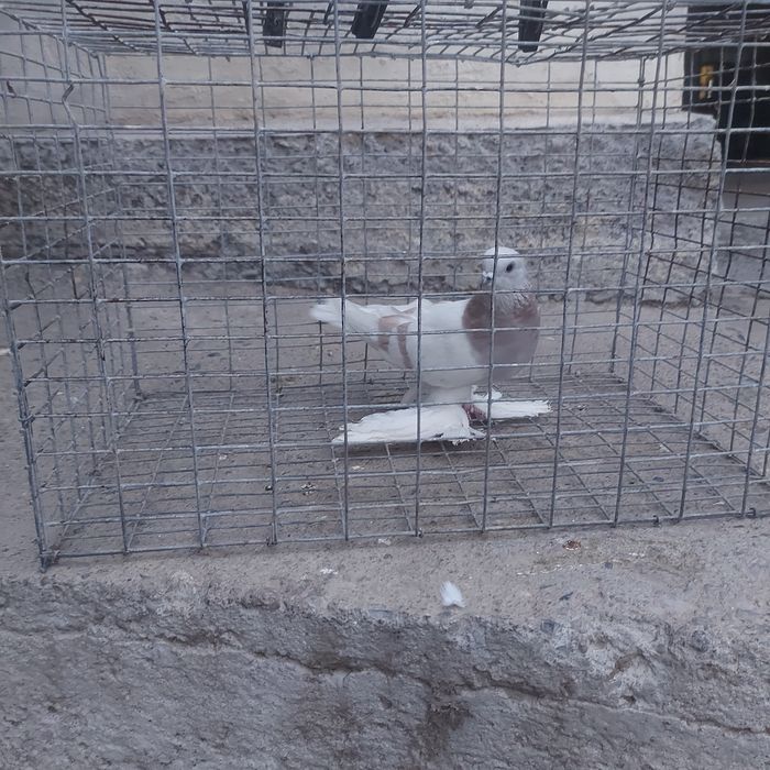 Сирен маладой самец лет игра