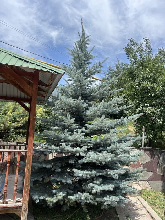 голубая ель(колючая)