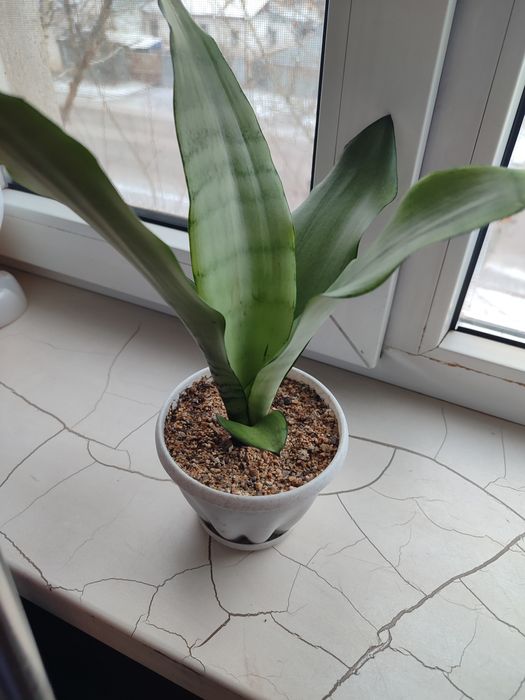 Продаётся цветок сансевиерия