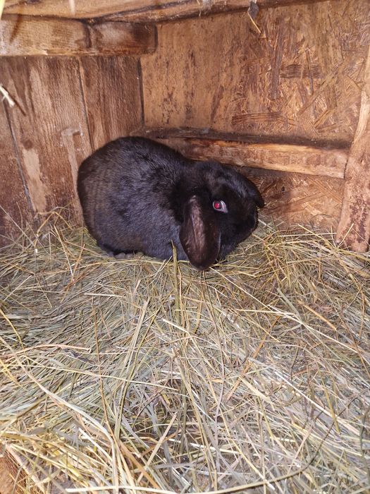 Mascul berbec german 7 luni