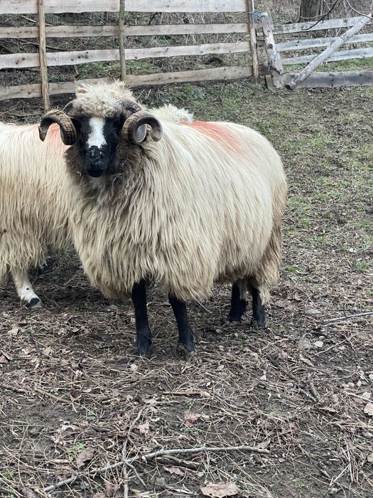 De vanzare mior breaz