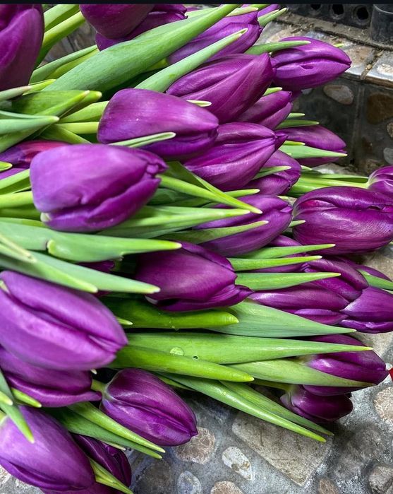 Тюльпаны оптом и в розницу