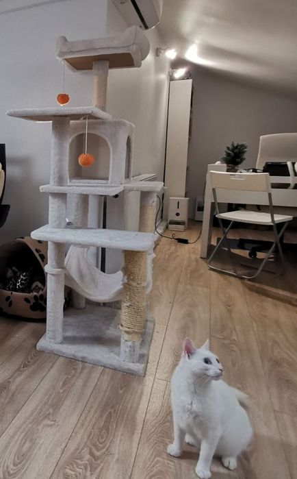 Ansamblu / ce tru activități pisici, FEANDREA, 143 cm