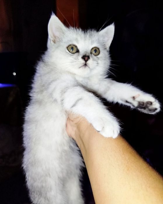 Бухоро шаҳарда мрамор Шиншилла 7 ойлик ўғилча сотилади