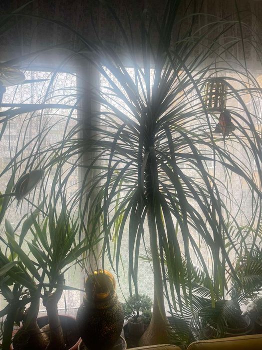 Нолина _ екзотично цвете