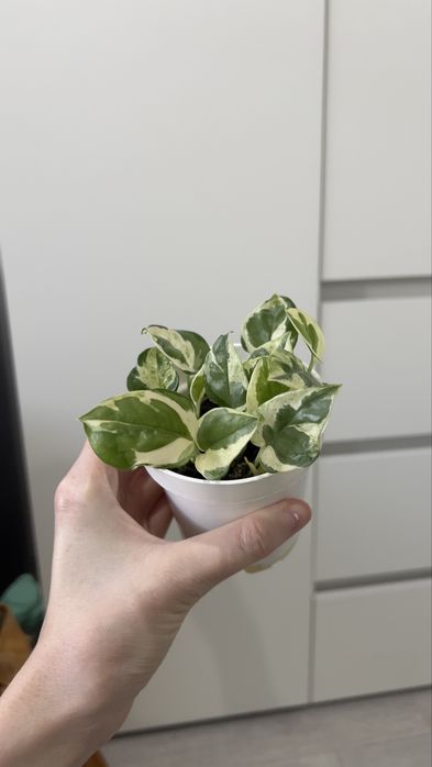 Продам лиану Энжой