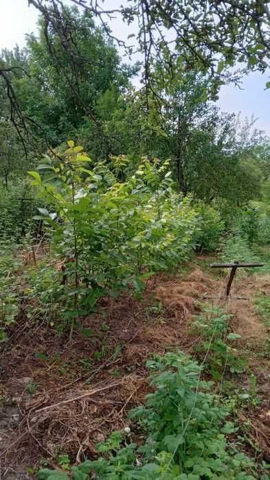 Drajoni de zmeura Cayuga, Willamette, Polana, Nuc, Mur, Coacaz, Aronia