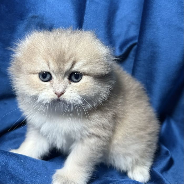 Золотая вислоухая британская шиншилла, редкий окрас