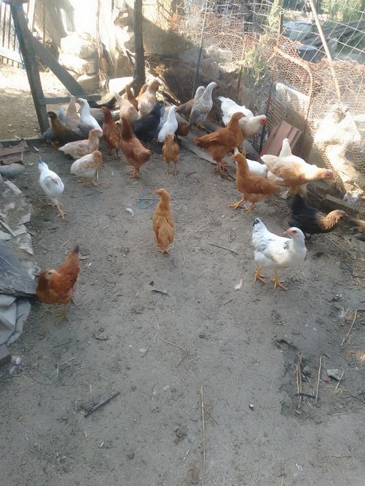 Cocoși și puici,  găini de vânzare