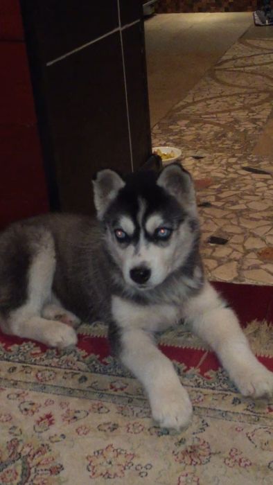 Голубоглазая двухмесячная девочка хаски