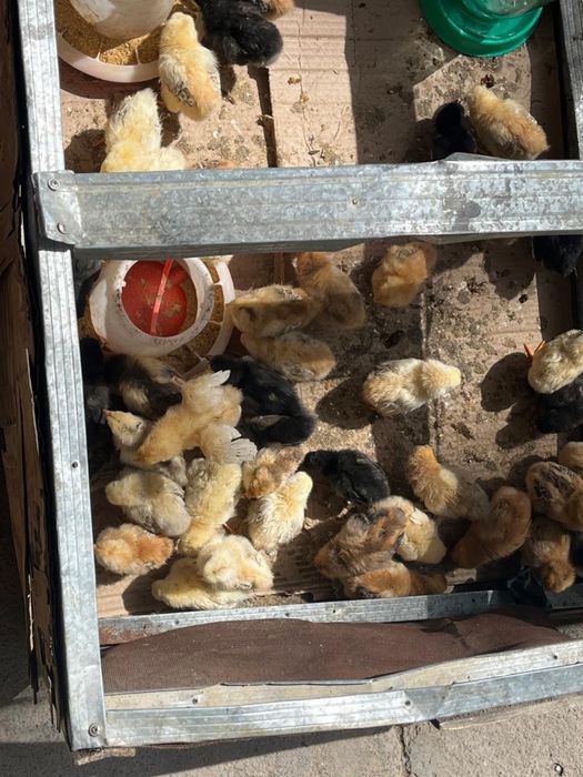 Недельные цыплята