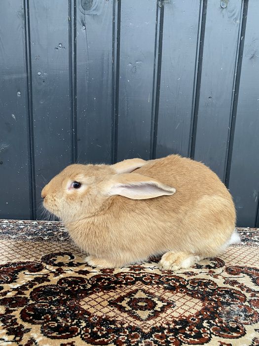 Vând 2 masculi și o femală UG galben