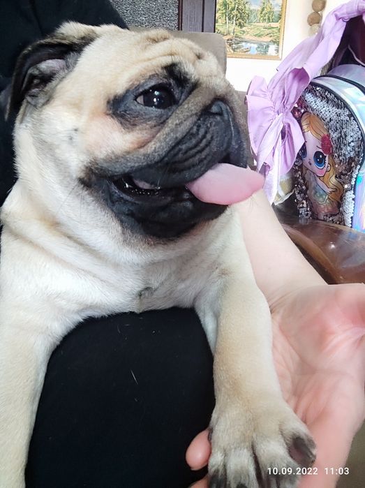 Мопс ищет вторую половинку.Готов к вязке.