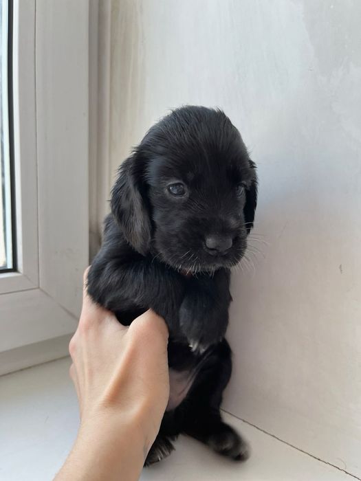 Продам щенков русский охотничий спаниэль.