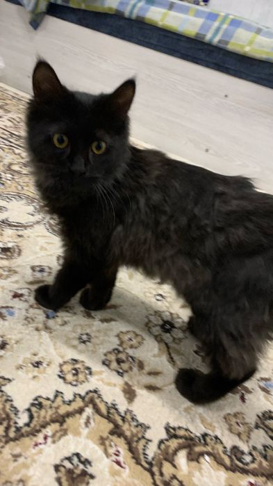 котенок 4-5 месяцев