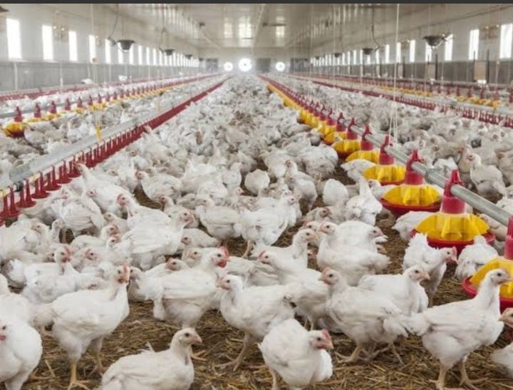 Pui albi, roșii, porumbaci, rațe, curcani și bibilici