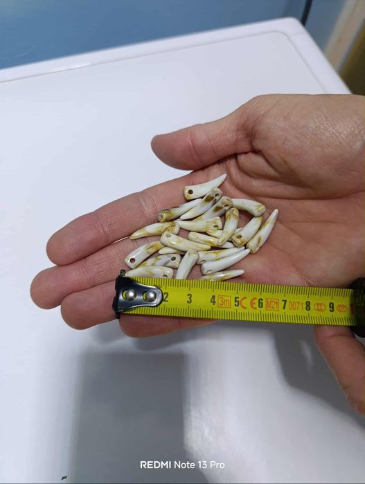 Зъби за изработка на гривни гердани кукерски..