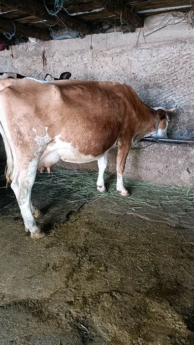 De vînzare două vaci cu lapte